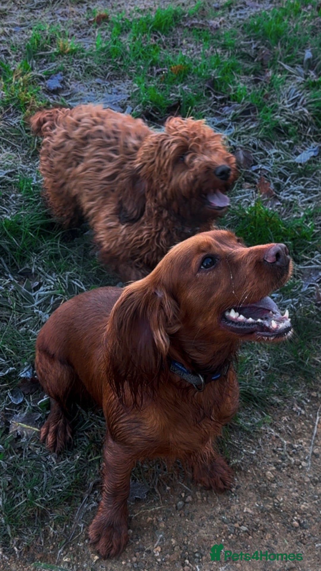 Cockapoo dogs for sale: **REDUCED** LAST GIRL COCKAPOOS  - Advert 3