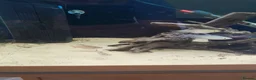 Tetras fish for sale: Congo tetra and white fin ornatus tetra in Sunderland - Advert 4