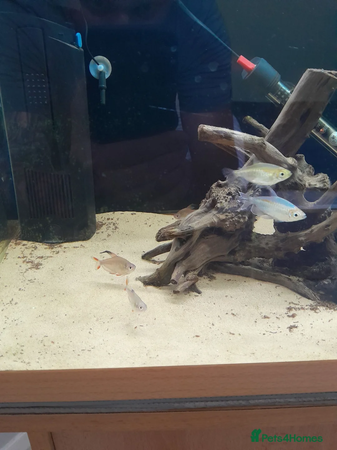 Tetras fish for sale: Congo tetra and white fin ornatus tetra in Sunderland - Advert 4