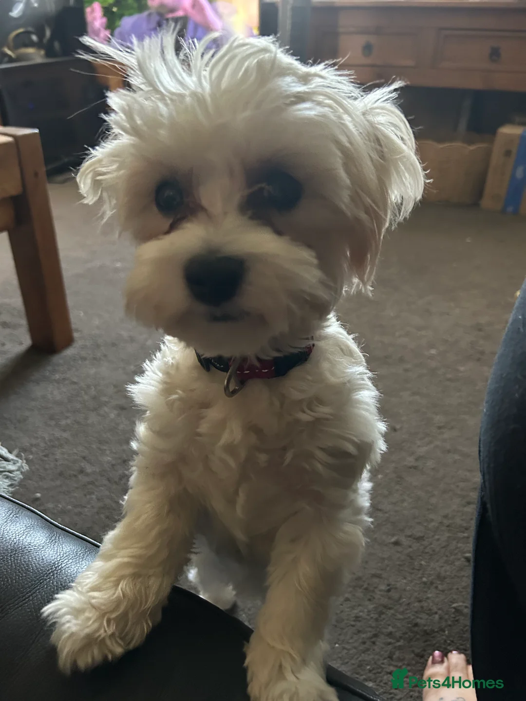 Maltese dogs for sale: Gladys is looking for a new home - Advert 7