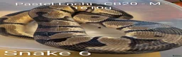 Python Snake reptiles for sale: Royal Pythons for sale - Advert 9