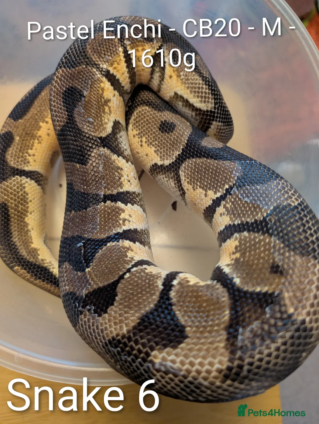 Python Snake reptiles for sale: Royal Pythons for sale - Advert 9