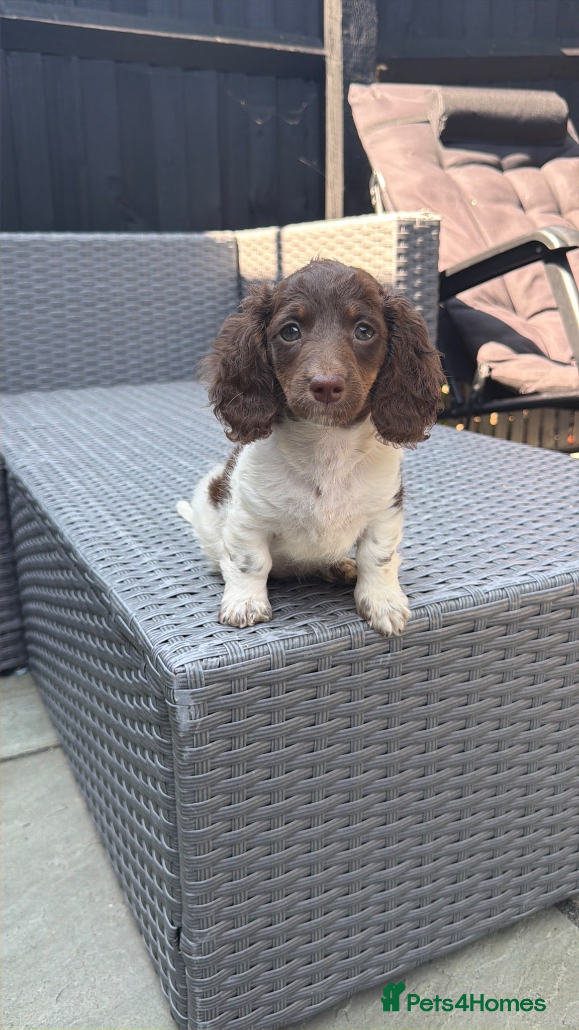 Miniature Dachshund dogs KC Reg Chocolate Piebald Long Hair Mini Dachshund - Advert 14