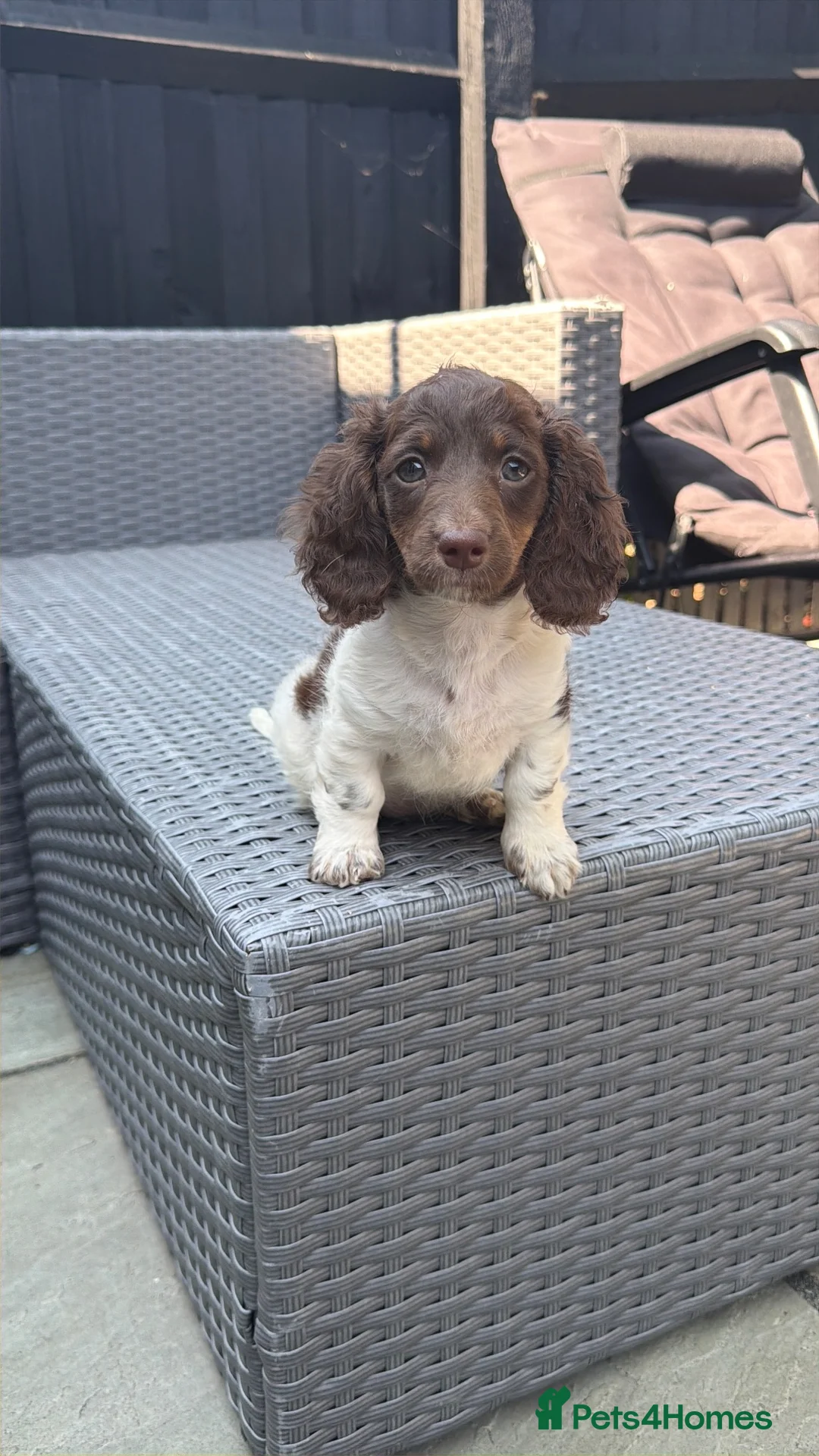 Miniature Dachshund dogs for sale: KC Reg Chocolate Piebald Long Hair Mini Dachshund - Advert 2
