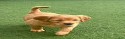 Golden Retriever dogs for sale: Family raised, fox red golden retriever puppies. - Advert 4