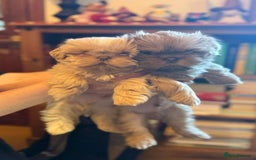 Shih Tzu dogs for sale: imperial karishishi shih tzu boys  - Image 3