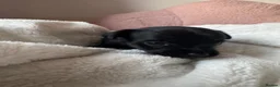 Mixed Breed dogs for sale: Chihuahua X puppies for sale - Advert 7