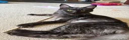 Maine Coon cats for sale: Beautiful Pedigree Maine Coon Kittens  - Advert 8