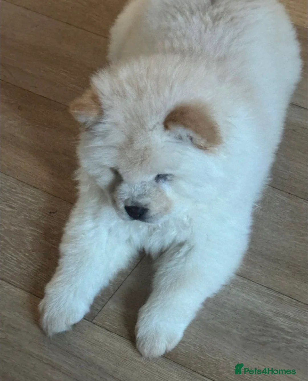 Chow Chow dogs for sale: Beautiful chow chow - Advert 1