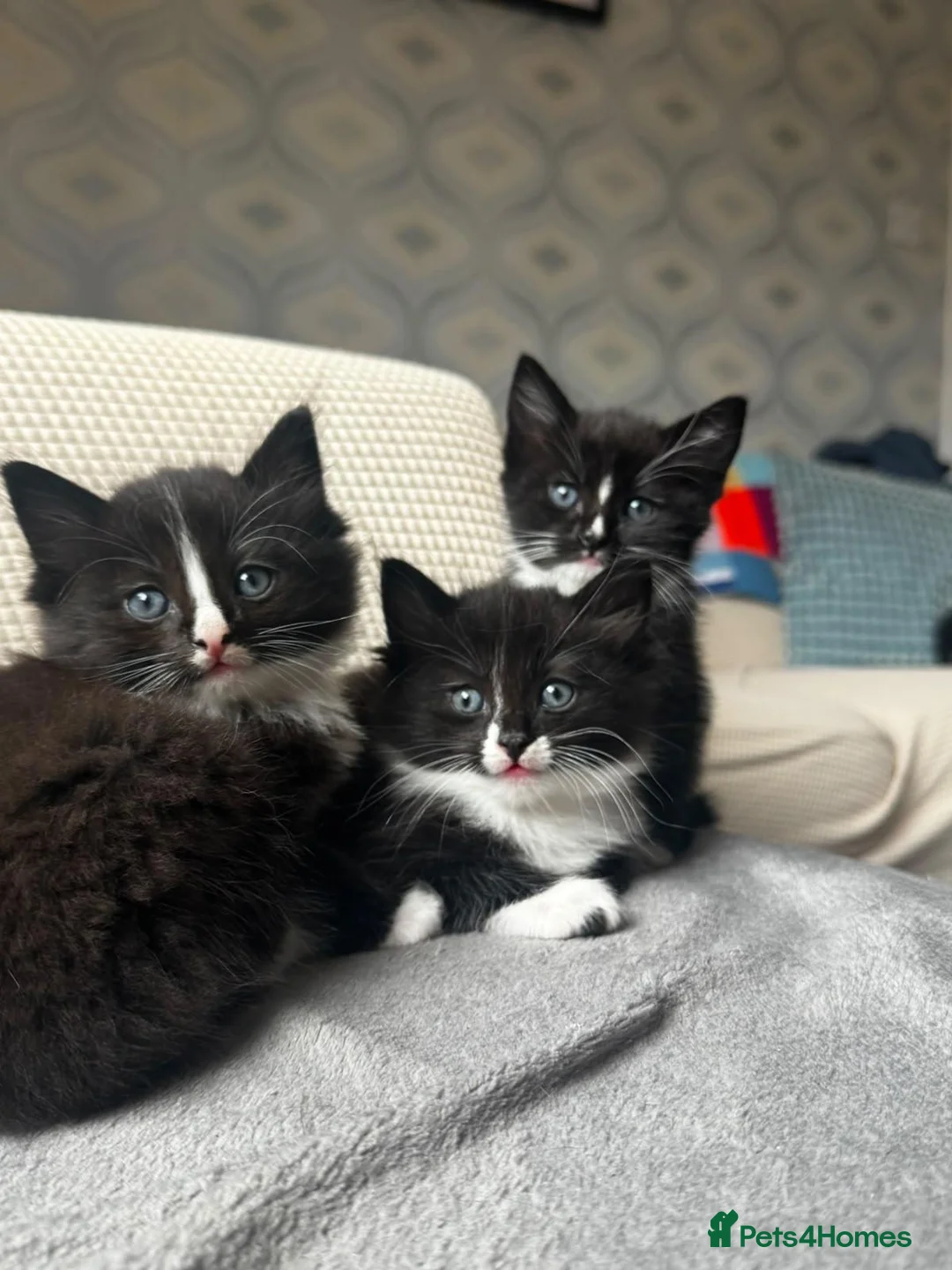 Mixed Breed cats for sale: 3 black and white tuxedo kittens, 2 male 1 female - Advert 2
