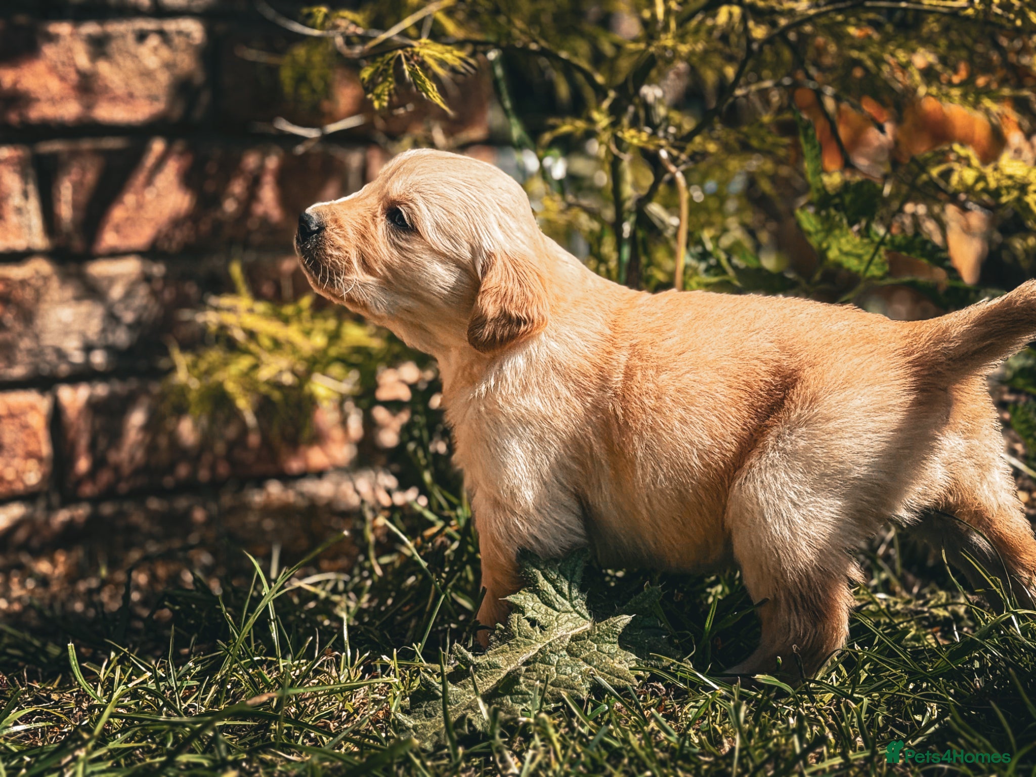Golden Retriever dogs Traditional Dark Golden Retriever Puppy’s KC Reg - Advert 2