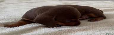Miniature Dachshund 1