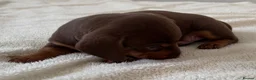 Miniature Dachshund dogs for sale: KC Reg Miniature Dachshund Puppies For Sale - Advert 37