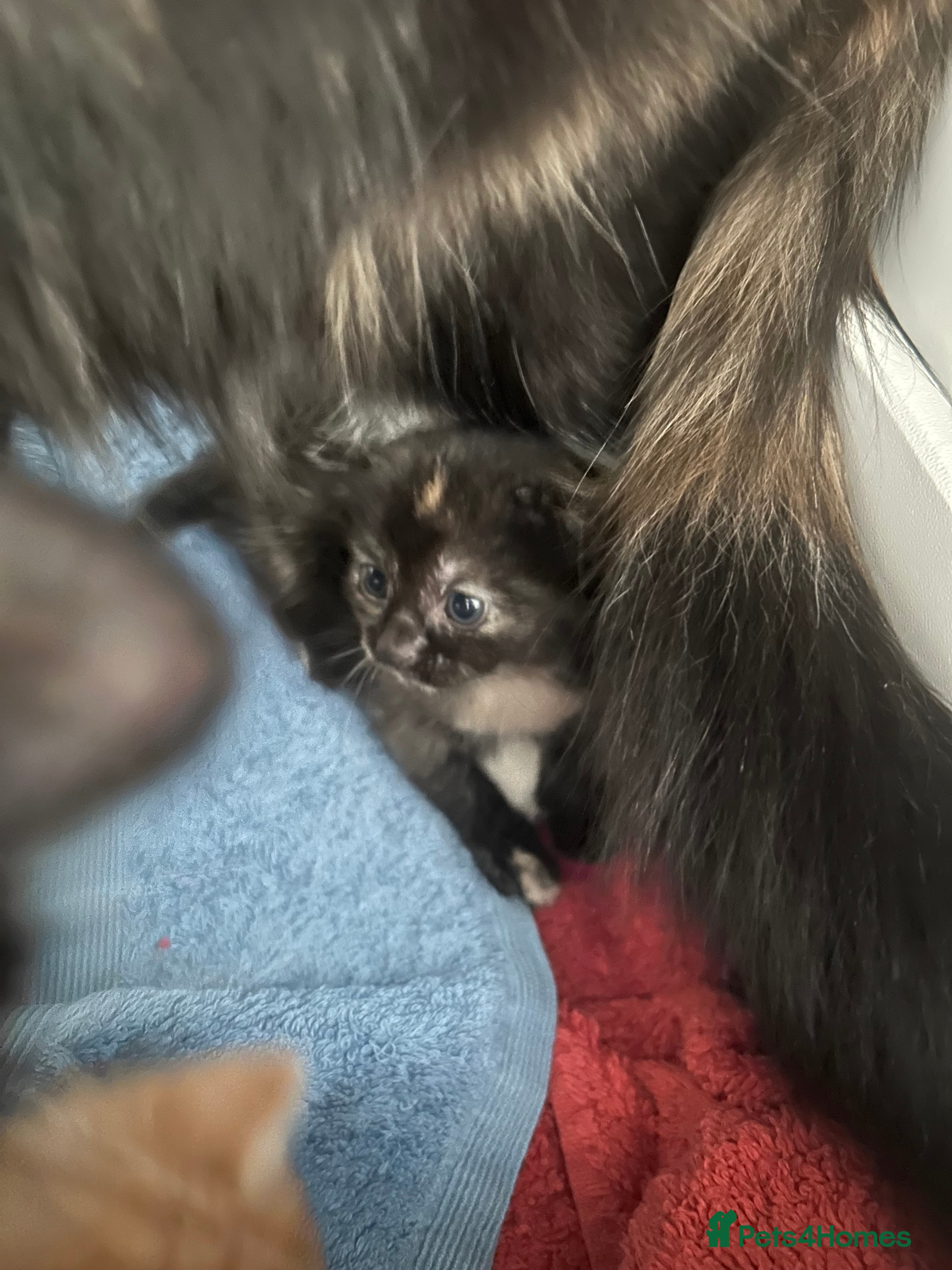 Mixed Breed cats Female tortie kitten  - Advert 12