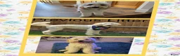 Mixed Breed dogs for sale: Multigeneration Cream/Apricot Double Labradoodles  - Advert 25