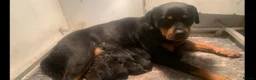 Rottweiler dogs for sale: Kc registered Rottweiler puppies - Advert 12