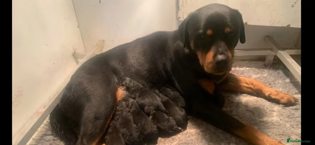 Rottweiler dogs for sale: Kc registered Rottweiler puppies - Advert 12