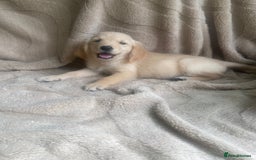Golden Retriever dogs for sale: Golden retrievers - Image 8