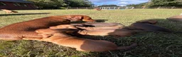 Dachshund dogs for sale: Mini Dachshund  in Bridgend - Advert 6