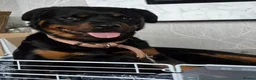 Rottweiler dogs for sale: Rottweiler pups - Advert 1
