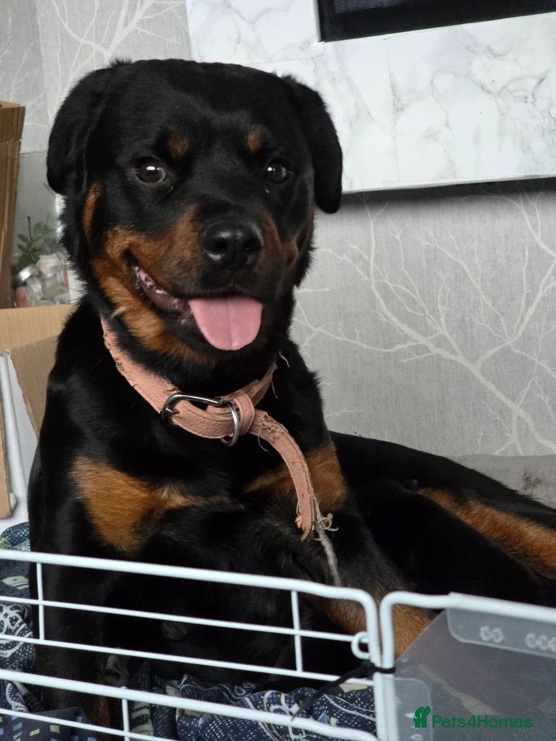 Rottweiler dogs for sale: Rottweiler pups - Advert 1
