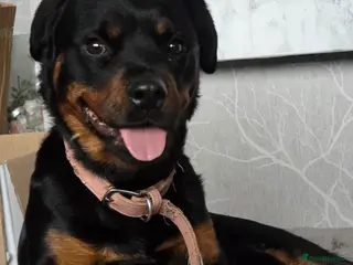 Rottweiler dogs Rottweiler pups - Advert 2