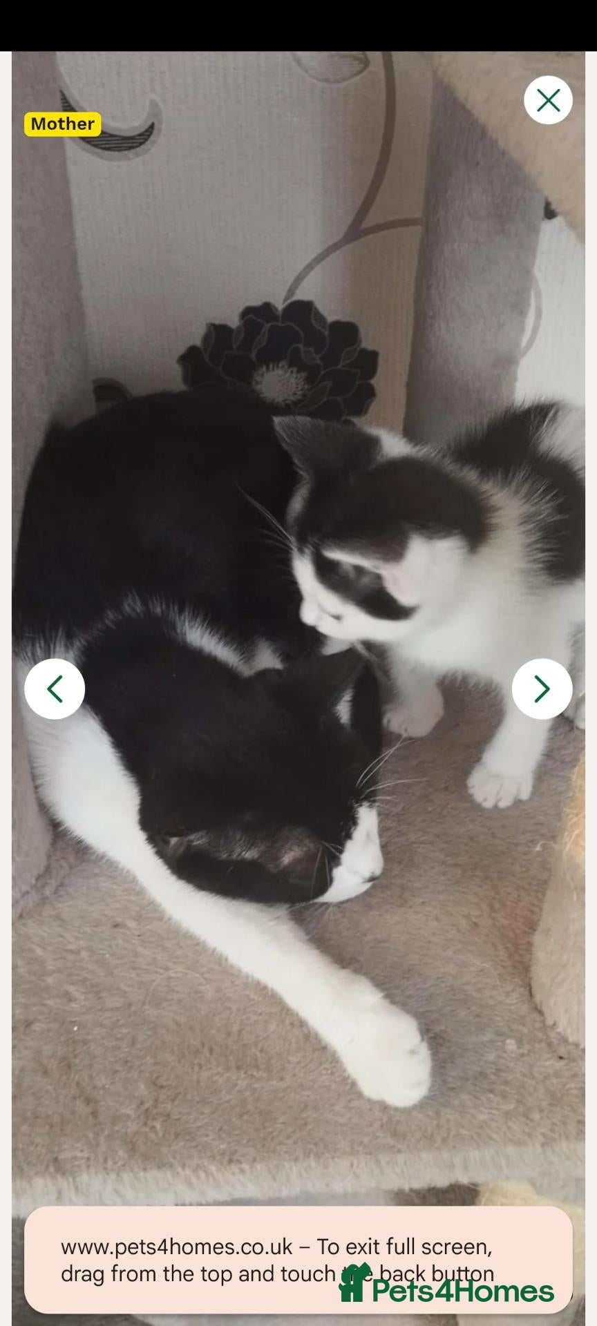 British Shorthair cats 2 lovely kittens search new homes  - Advert 3