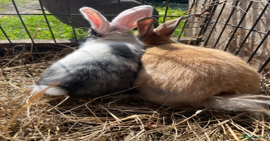 Dutch rabbits - Advert 8