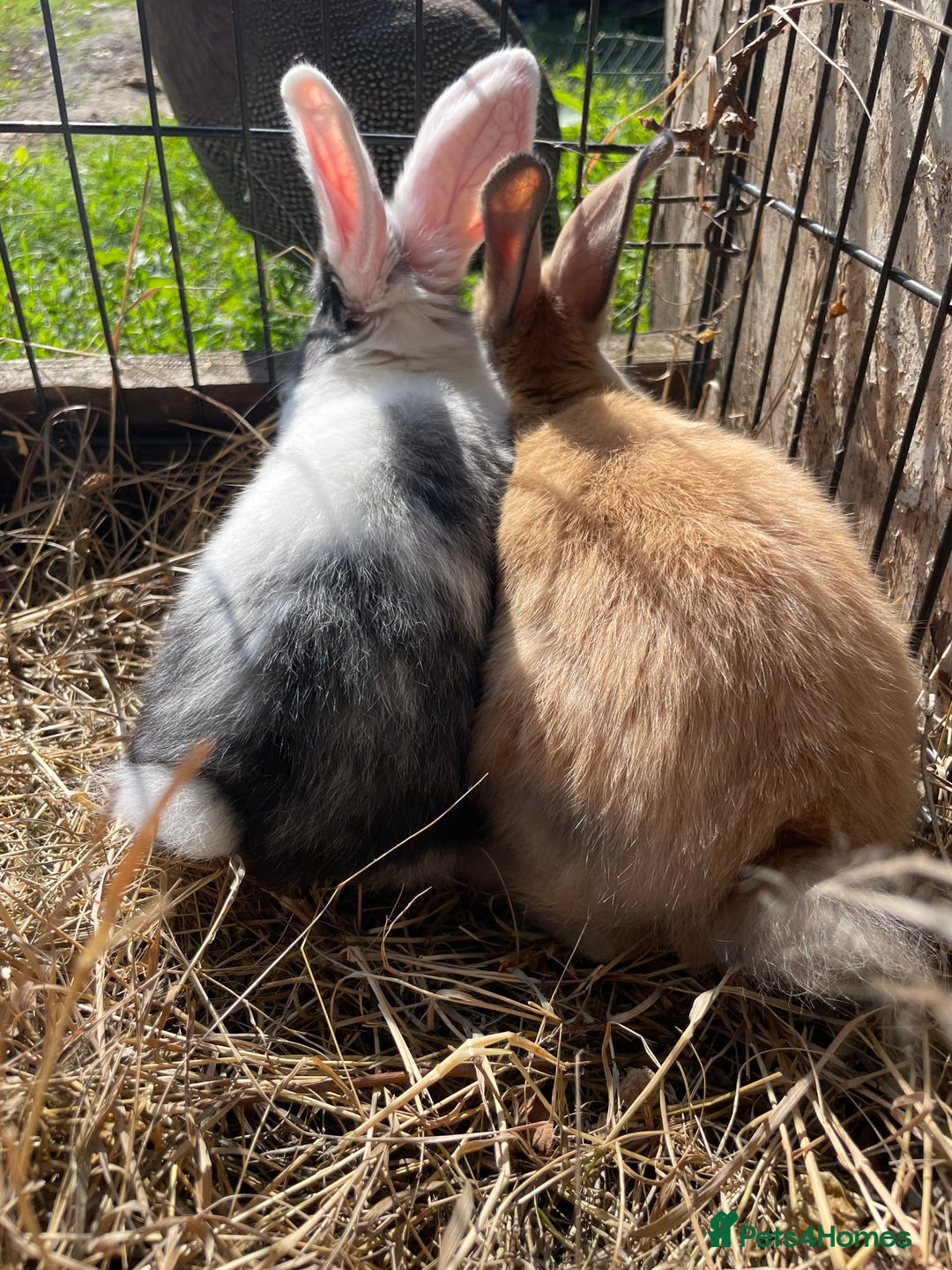 Dutch rabbits for sale: Rabbits ready to go now  - Image 2