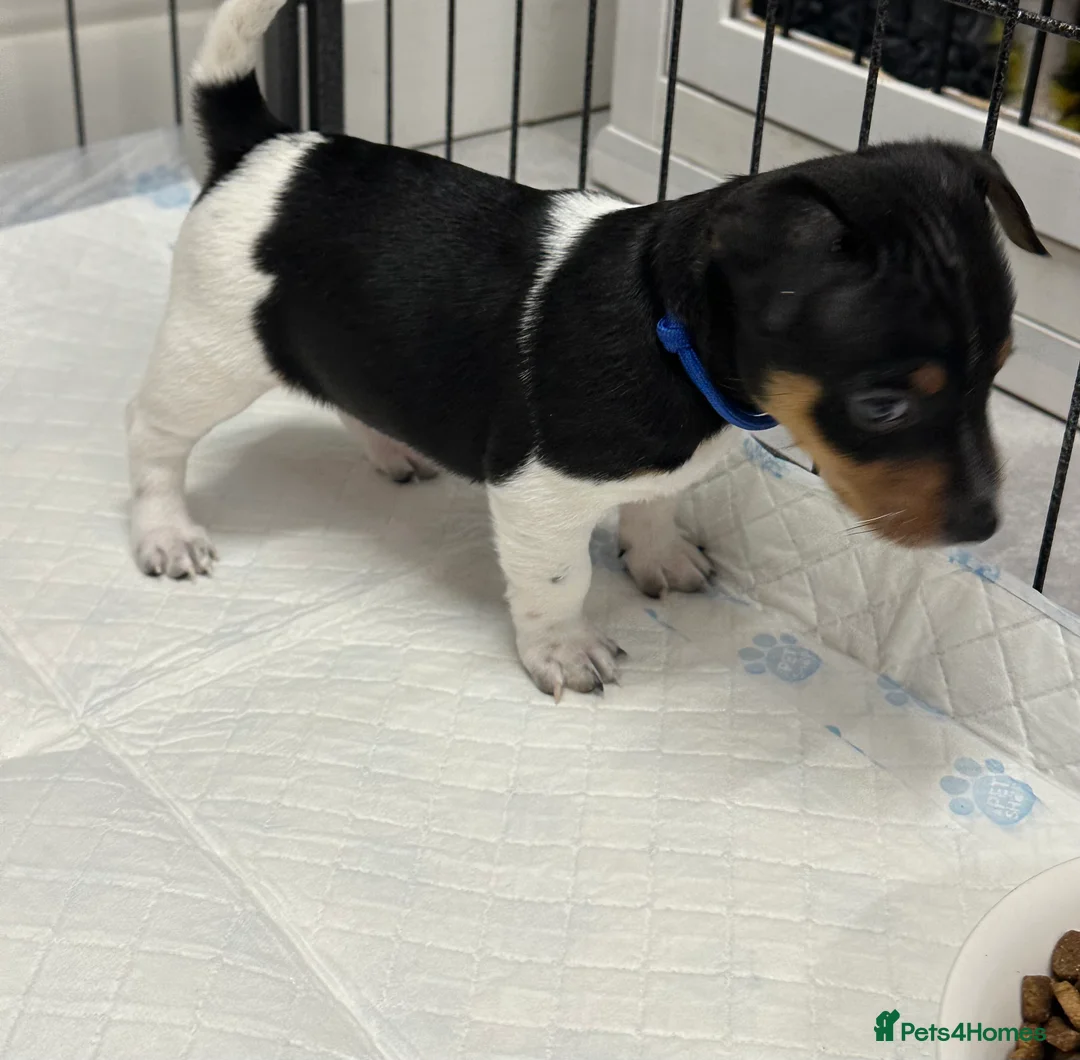 Jack Russell dogs for sale: Traditional mini Jack Russell pups - Advert 6