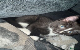 Mixed Breed cats for sale: Kittens ready to leave tomorrow ✨ - Image 3