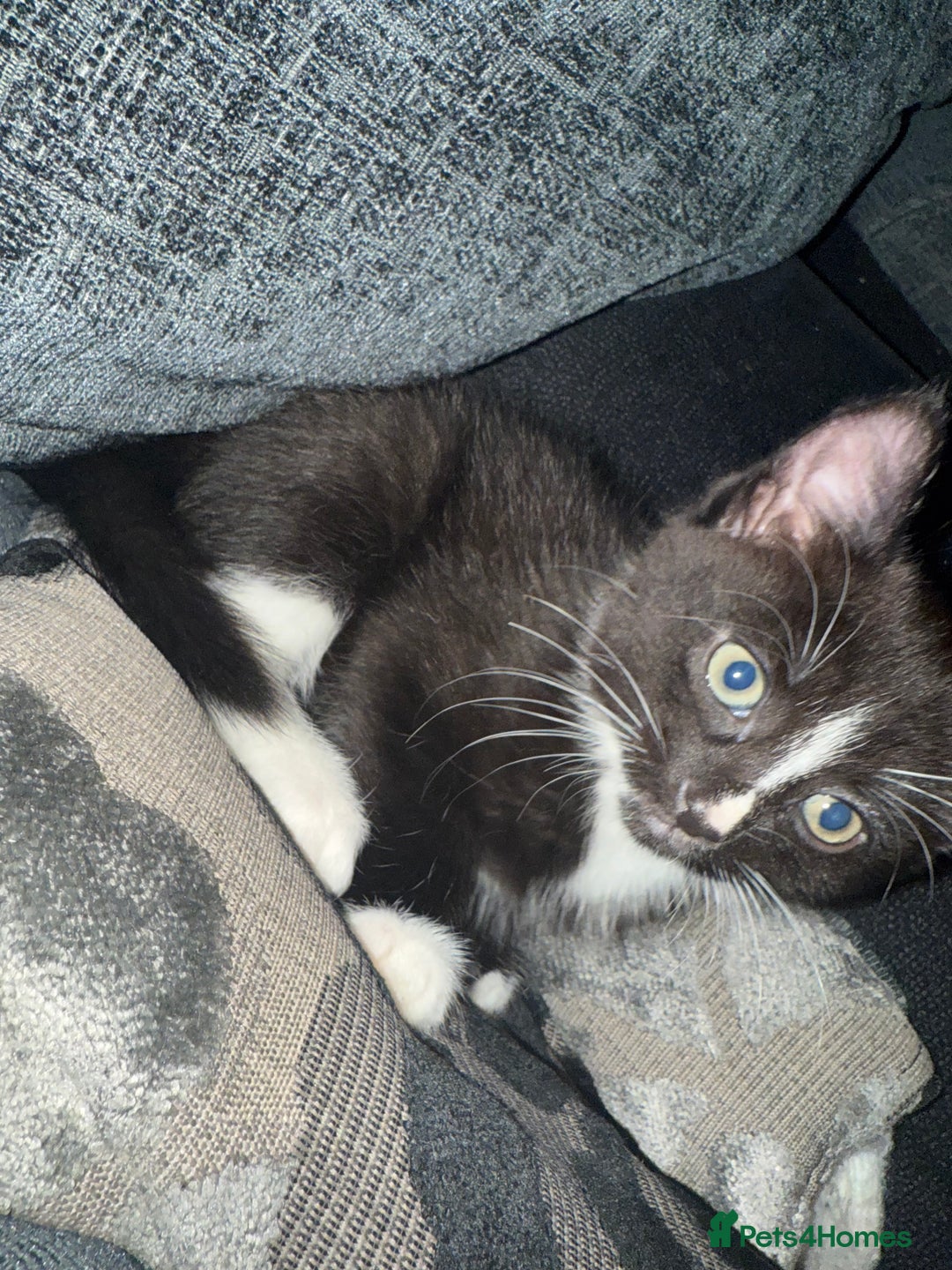 Mixed Breed cats for sale: Kittens ready to leave tomorrow ✨ - Image 3