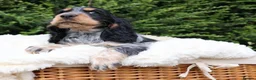 Cocker Spaniel dogs for sale: Extensively Health tested Parents & UNIQUE colours - Advert 14