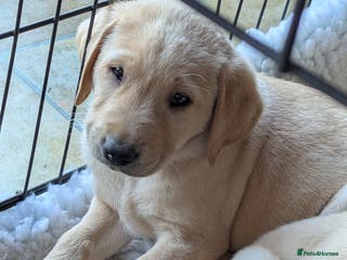 Labrador Retriever dogs 7 K C registered Chunky Labrador puppies READY NOW - Advert 2