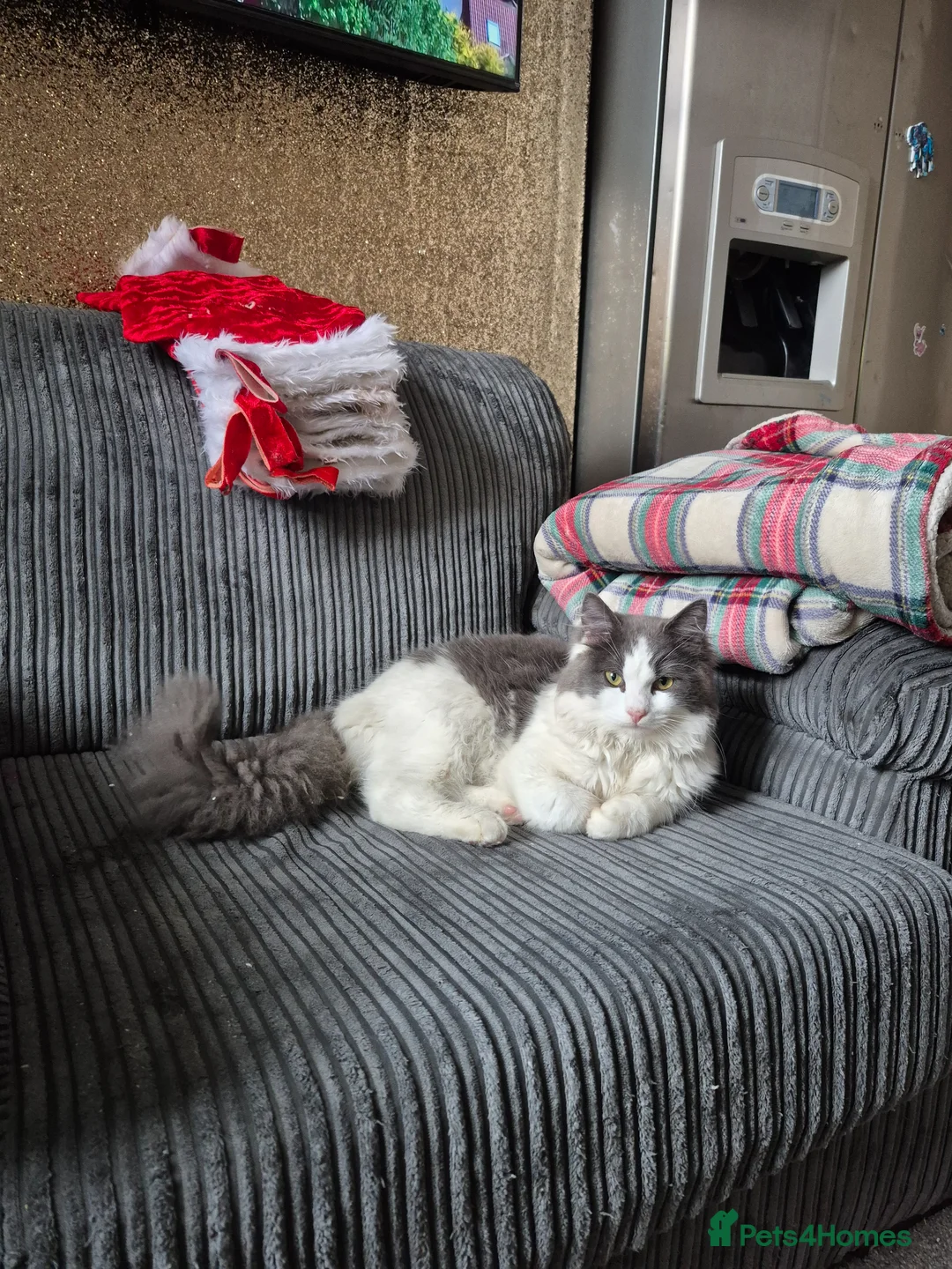 Maine Coon cats for sale: 💥😻 Mainecoon x ragdoll 😻💥 - Advert 23