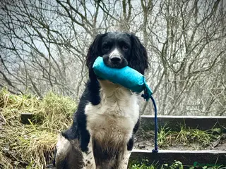 English Springer Spaniel dogs Stunning KC Stud, Proven, Health and DNA Tested. in Wigan - Advert 1