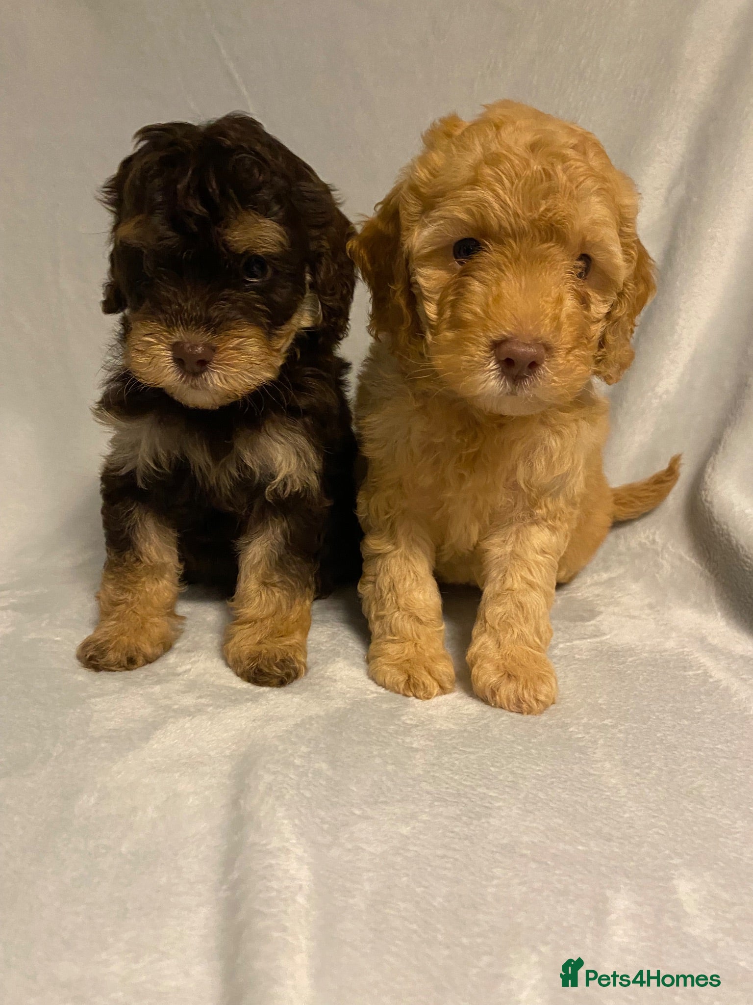 Cockapoo dogs F1b mini cockapoos. Health tested.  hols honoured  - Advert 1