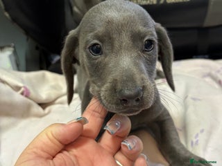 Dachshund dogs GORGEOUS KC REG STANDARD MALE PUPS - Advert 15