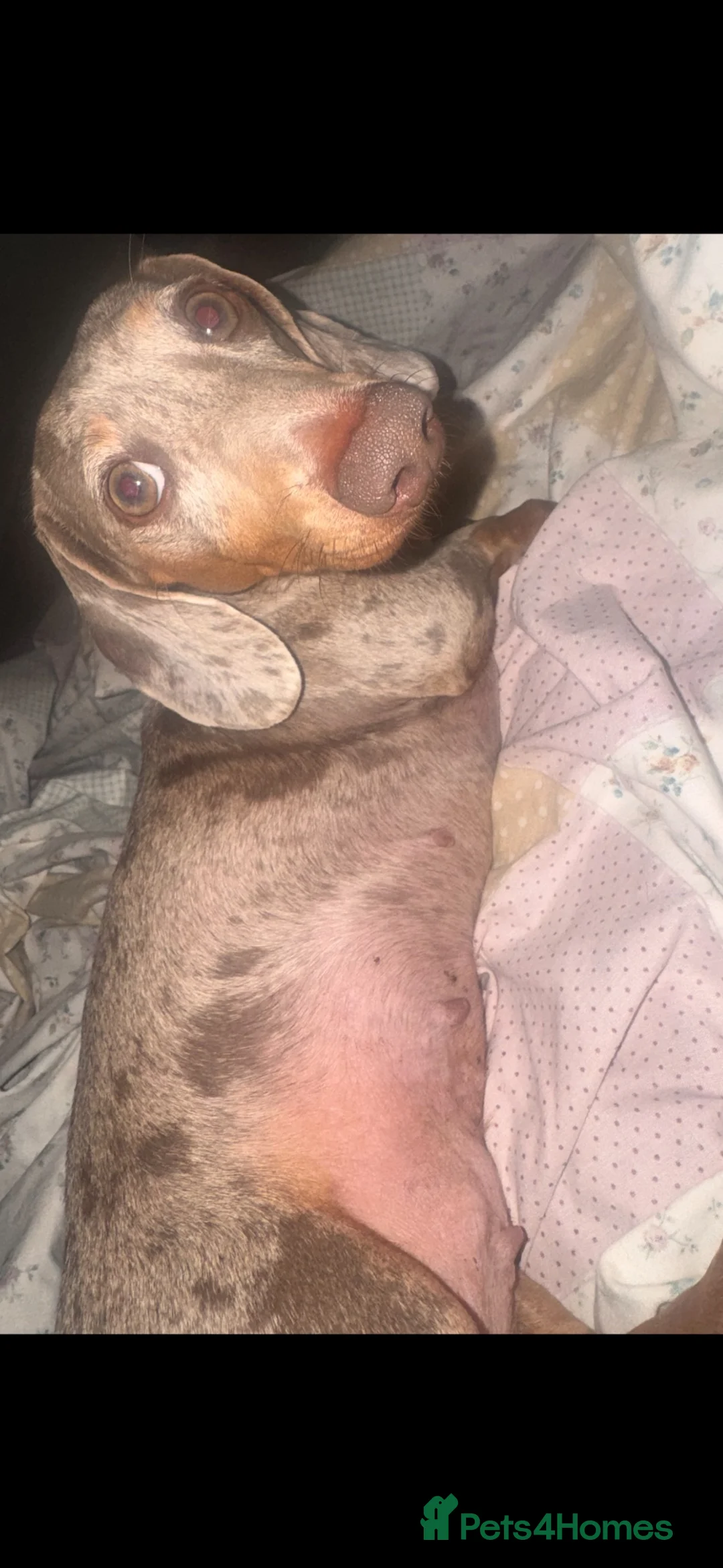 Dachshund dogs for sale: Dachshunds puppies - Advert 1
