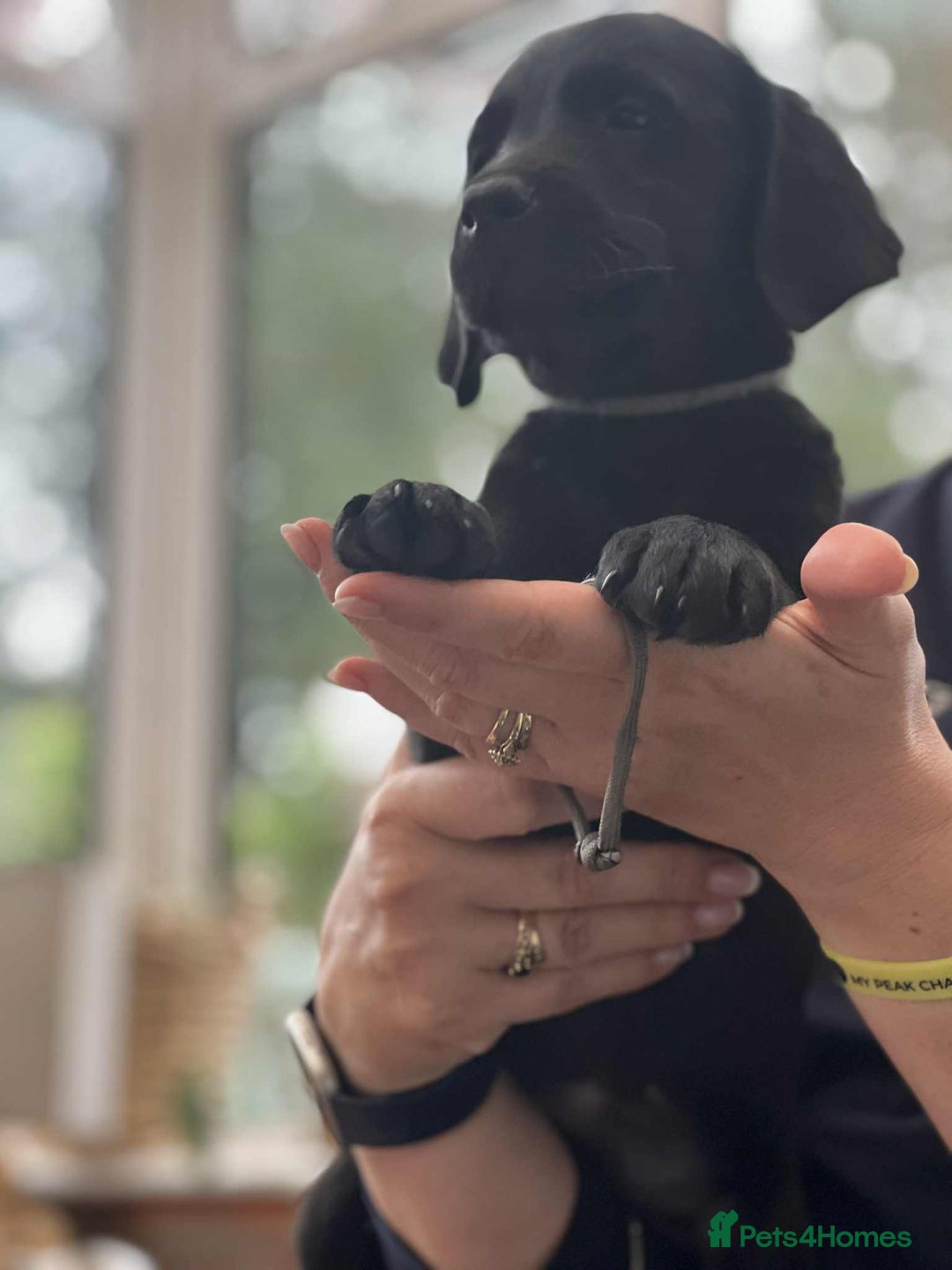 Goldador dogs for sale: Golden retriever x Labrador Retriever puppies - Image 8