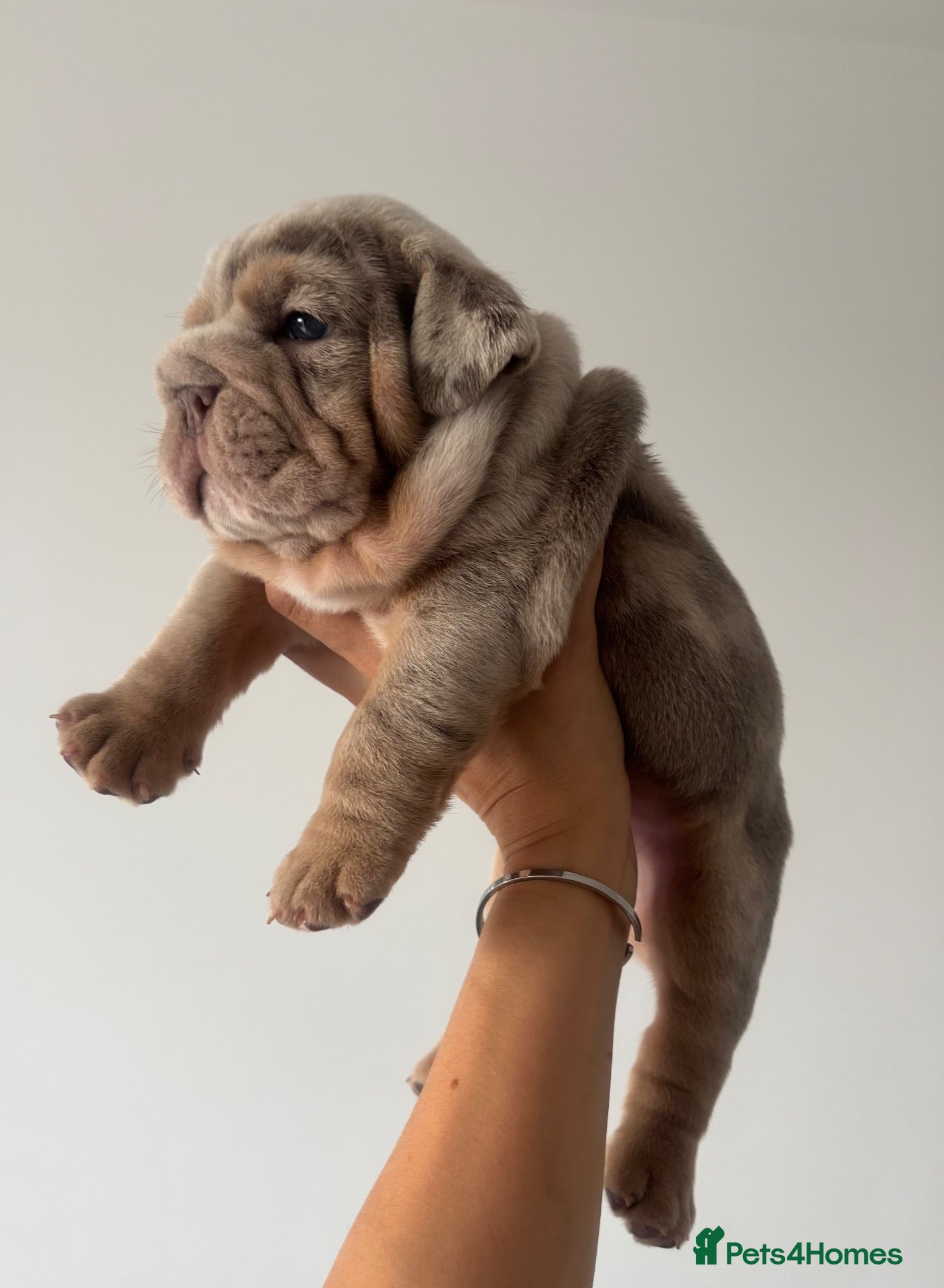 English Bulldog dogs *** QUALITY ENGLISH BULLDOG’s *** - Advert 1