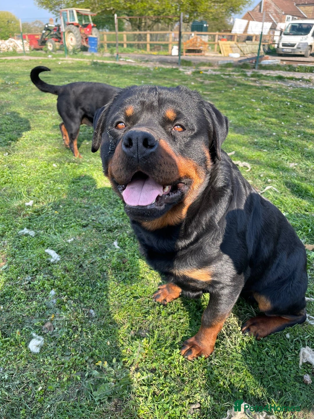 Rottweiler dogs for sale: Chunky Rottweiler Puppies for sale - Advert 18