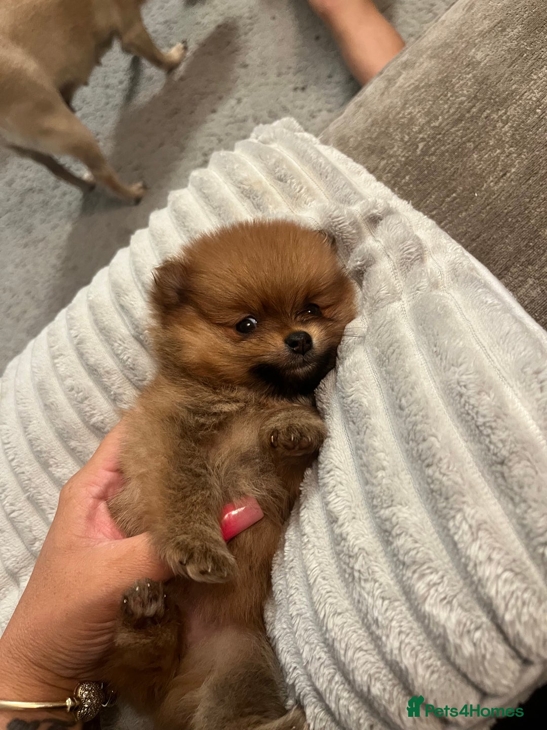 Pomeranian dogs for sale: Pom puppies - Image 3