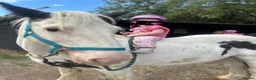 Irish Cob horses for sale: Ride & drive heavy cob  - Advert 4