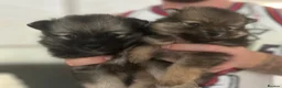 Pomeranian dogs for sale: Fluffy Pomeranian puppies 💖 - Advert 17
