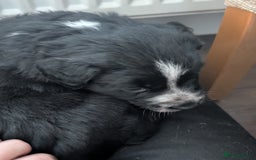 Border Collie dogs for sale: Collie mix puppies looking for their families! - Image 32