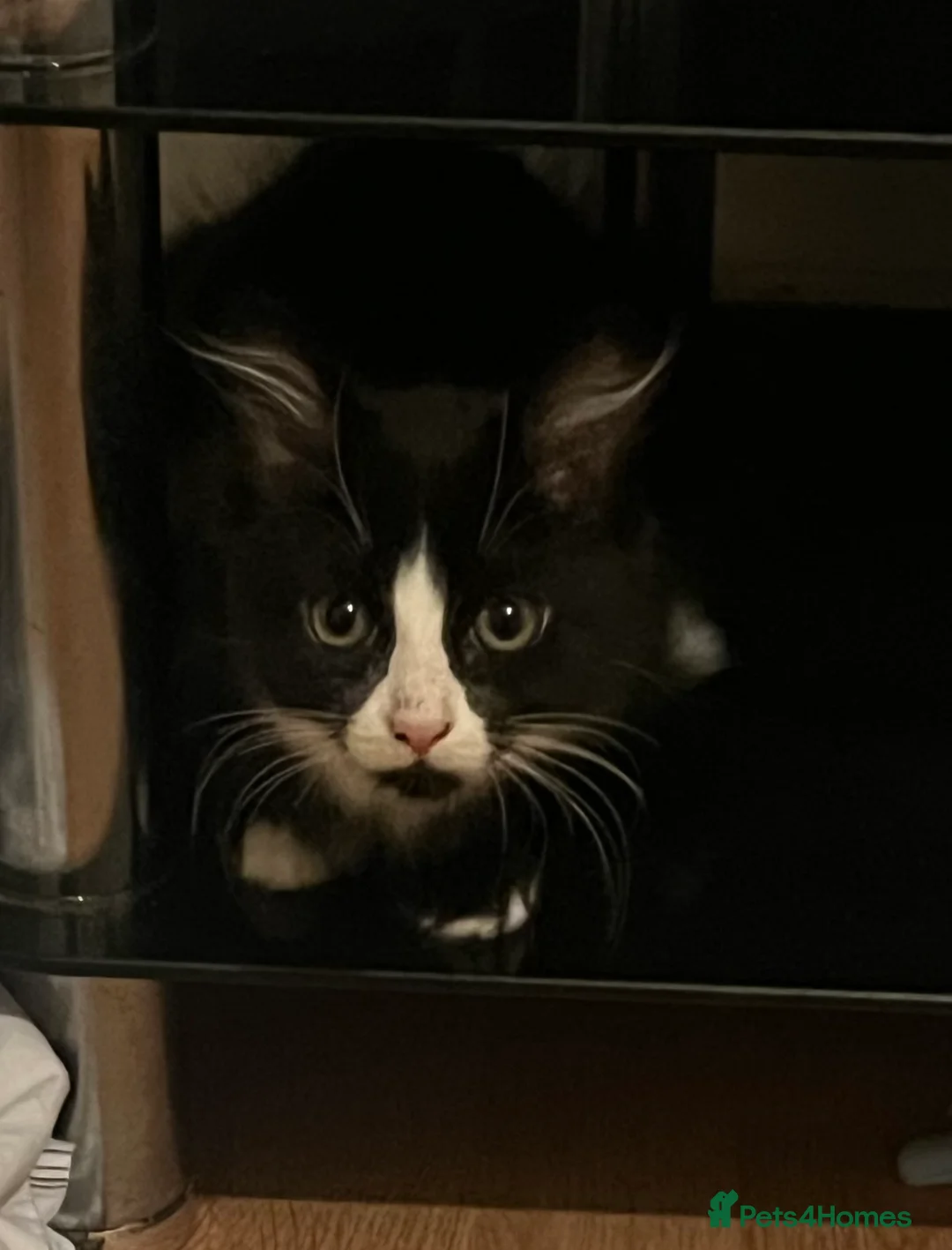 Mixed Breed cats for sale: Two female Tuxedo kittens for sale - Advert 3