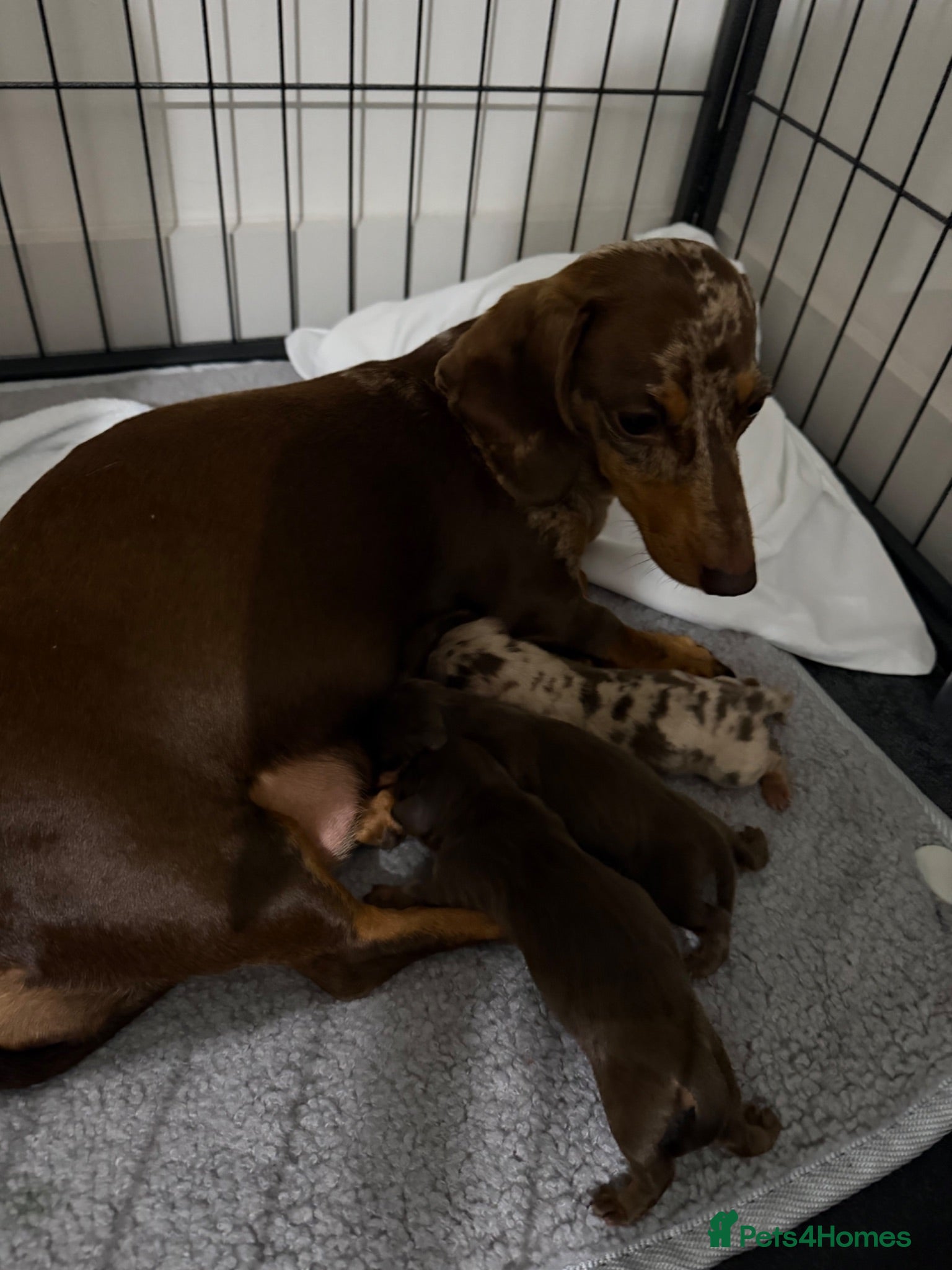 Miniature Dachshund dogs Miniature dachshund puppies - Advert 2