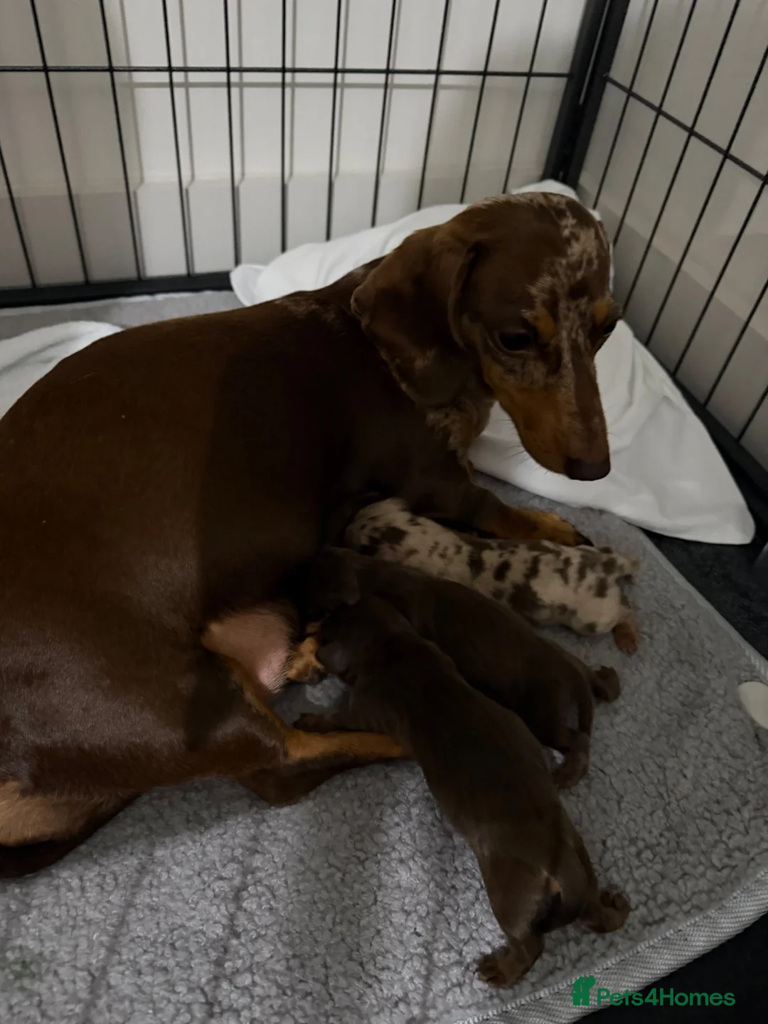 Miniature Dachshund dogs for sale: Miniature dachshund puppies - Advert 1