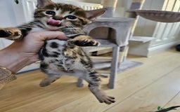 Savannah cats for sale: Beautiful Savannah cross kittens for sale - Advert 9